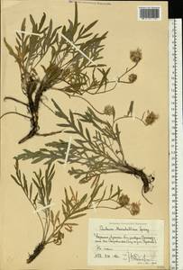 Psephellus marschallianus (Spreng.) K.Koch, Eastern Europe, North Ukrainian region (E11) (Ukraine)