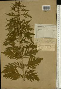 Lycopus exaltatus L.f., Eastern Europe, Central forest-and-steppe region (E6) (Russia)