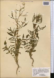 Russowia sogdiana (Bunge) B. Fedtsch., Middle Asia, Pamir & Pamiro-Alai (M2) (Kyrgyzstan)