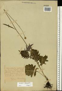 Klasea lycopifolia (Vill.) Á. Löve & D. Löve, Eastern Europe, Middle Volga region (E8) (Russia)