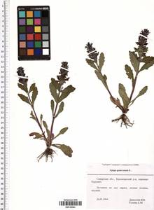 Ajuga genevensis L., Eastern Europe, Middle Volga region (E8) (Russia)
