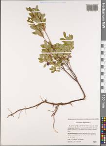 Vaccinium uliginosum L., Siberia, Russian Far East (S6) (Russia)