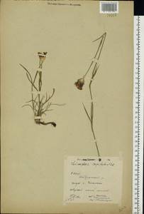 Dianthus capitatus subsp. andrzejowskianus Zapal., Eastern Europe, Eastern region (E10) (Russia)