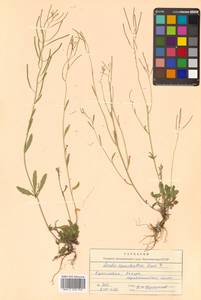 Arabidopsis lyrata subsp. kamchatica (Fisch. ex DC.) O'Kane & Al-Shehbaz, Siberia, Chukotka & Kamchatka (S7) (Russia)