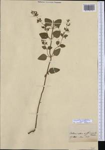 Clinopodium menthifolium, Western Europe (EUR)
