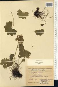 Alchemilla hians Juz., Eastern Europe, Eastern region (E10) (Russia)