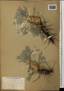 Astragalus micropterus Fischer, Caucasus, Armenia (K5) (Armenia)