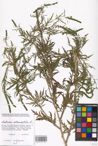 Ambrosia artemisiifolia L., Eastern Europe, Moscow region (E4a) (Russia)