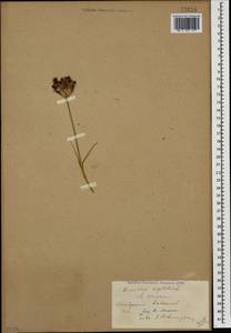 Dianthus capitatus J. St.-Hil., Caucasus, Stavropol Krai, Karachay-Cherkessia & Kabardino-Balkaria (K1b) (Russia)