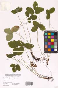 Fragaria viridis Duchesne, Eastern Europe, Central region (E4) (Russia)