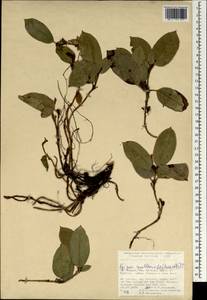 Epigaea gaultherioides (Boiss.) Takht., South Asia, South Asia (Asia outside ex-Soviet states and Mongolia) (ASIA) (Turkey)