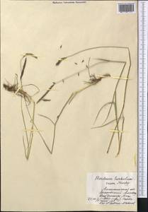 Hordeum brevisubulatum (Trin.) Link, Middle Asia, Northern & Central Tian Shan (M4) (Kazakhstan)