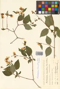 Philadelphus tenuifolius Rupr. & Maxim., Siberia, Russian Far East (S6) (Russia)