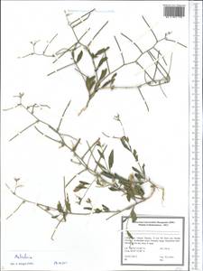 Malcolmia, Middle Asia, Pamir & Pamiro-Alai (M2) (Uzbekistan)