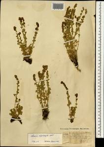 Artemisia argyrophylla Ledeb., Mongolia (MONG) (Mongolia)