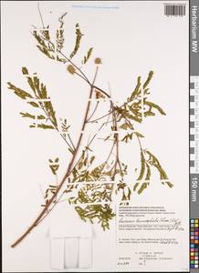 Leucaena leucocephala (Lam.)de Wit, South Asia, South Asia (Asia outside ex-Soviet states and Mongolia) (ASIA) (Vietnam)