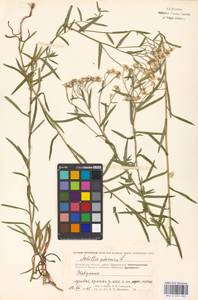 Achillea ptarmica L., Eastern Europe, Moscow region (E4a) (Russia)