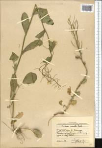 Barbarea vulgaris (L.) W.T. Aiton, Middle Asia, Western Tian Shan & Karatau (M3) (Uzbekistan)