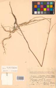 Erysimum quadrangulum Desf., Eastern Europe, Lower Volga region (E9) (Russia)