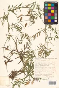 Vicia cracca L., Siberia, Russian Far East (S6) (Russia)