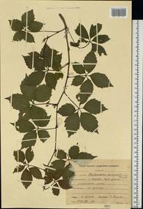Parthenocissus quinquefolia (L.) Planch., Eastern Europe, Central forest region (E5) (Russia)