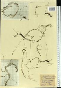 Utricularia minor L., Eastern Europe, Northern region (E1) (Russia)