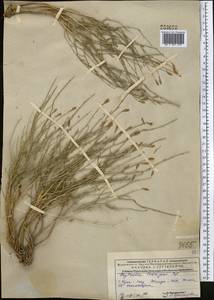 Cylindrocarpa sewerzowii (Regel) Regel, Middle Asia, Western Tian Shan & Karatau (M3) (Kazakhstan)