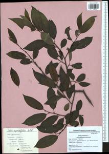 Salix pentandra L., Eastern Europe, Central region (E4) (Russia)