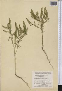 Lepidium densiflorum Schrad., America (AMER) (Canada)