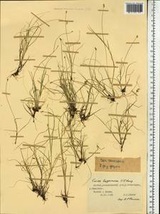 Carex lapponica O.Lang, Siberia, Yakutia (S5) (Russia)