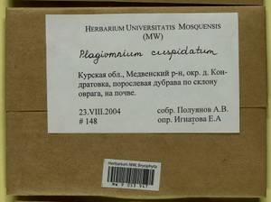 Plagiomnium cuspidatum (Hedw.) T.J. Kop., Bryophytes, Bryophytes - Central forest-and-steppe region (B10) (Russia)