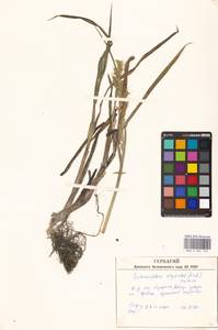 Echinochloa oryzoides (Ard.) Fritsch, Eastern Europe, North Ukrainian region (E11) (Ukraine)