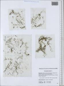 Utricularia minor L., Siberia, Baikal & Transbaikal region (S4) (Russia)