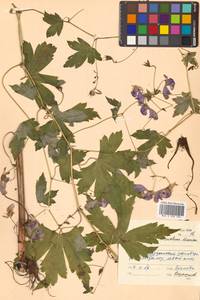 Aconitum sczukinii Turcz., Siberia, Russian Far East (S6) (Russia)