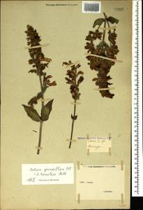 Salvia tomentosa Mill., Crimea (KRYM) (Russia)