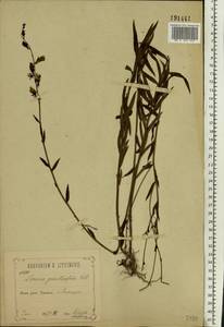 Linaria genistifolia (L.) Mill., Eastern Europe, Central forest-and-steppe region (E6) (Russia)