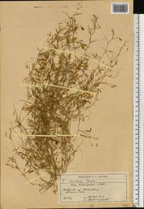 Vicia tetrasperma (L.)Schreb., Eastern Europe, South Ukrainian region (E12) (Ukraine)
