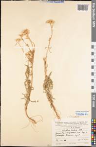 Achillea micrantha Willd., Eastern Europe, Lower Volga region (E9) (Russia)