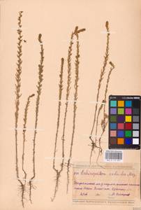 Sedobassia sedoides (Pall.) Freitag & G.Kadereit, Eastern Europe, Middle Volga region (E8) (Russia)
