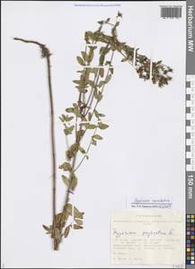 Hypericum maculatum Crantz, Siberia, Altai & Sayany Mountains (S2) (Russia)