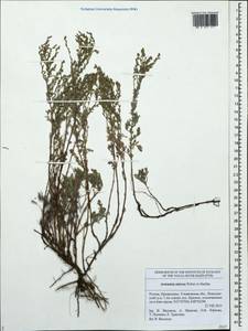 Artemisia nitrosa Weber ex Stechm., Eastern Europe, Middle Volga region (E8) (Russia)