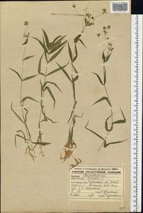 Rabelera holostea (L.) M. T. Sharples & E. A. Tripp, Eastern Europe, Central forest-and-steppe region (E6) (Russia)