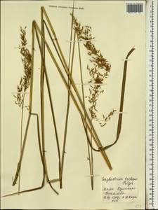 Sorghastrum stipoides (Kunth) Nash, Africa (AFR) (Mali)