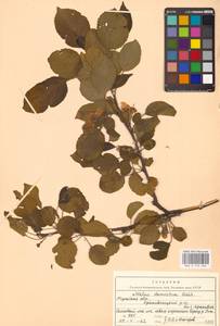 Malus domestica (Suckow) Borkh., Eastern Europe, Central region (E4) (Russia)