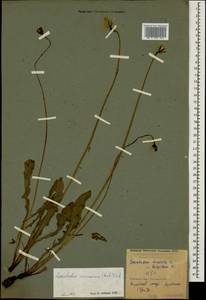 Leontodon caucasicus (M. Bieb.) Fisch., Caucasus, Krasnodar Krai & Adygea (K1a) (Russia)