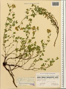 Medicago sativa subsp. glomerata (Balb.) Rouy, Caucasus, North Ossetia, Ingushetia & Chechnya (K1c) (Russia)