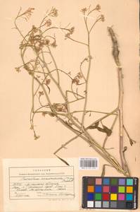 Guenthera persica subsp. persica, Eastern Europe, North Ukrainian region (E11) (Ukraine)