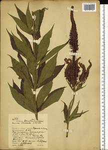 Veronicastrum sibiricum (L.) Pennell, Siberia, Russian Far East (S6) (Russia)