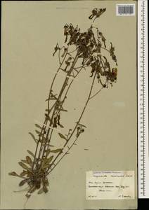 Campanula sibirica subsp. hohenackeri (Fisch. & C.A.Mey.) Damboldt, Caucasus, South Ossetia (K4b) (South Ossetia)
