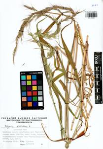 Elymus sibiricus L., Siberia, Baikal & Transbaikal region (S4) (Russia)